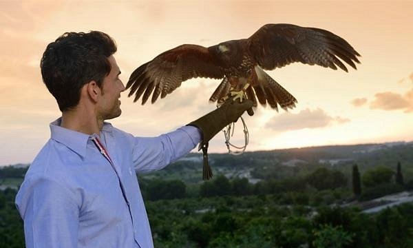 Falconry & Bird Watching